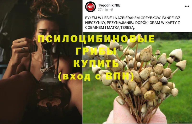 Псилоцибиновые грибы MAGIC MUSHROOMS  Каменногорск 