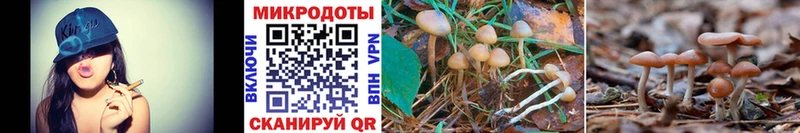 Псилоцибиновые грибы Psilocybe хочу наркоту Каменногорск